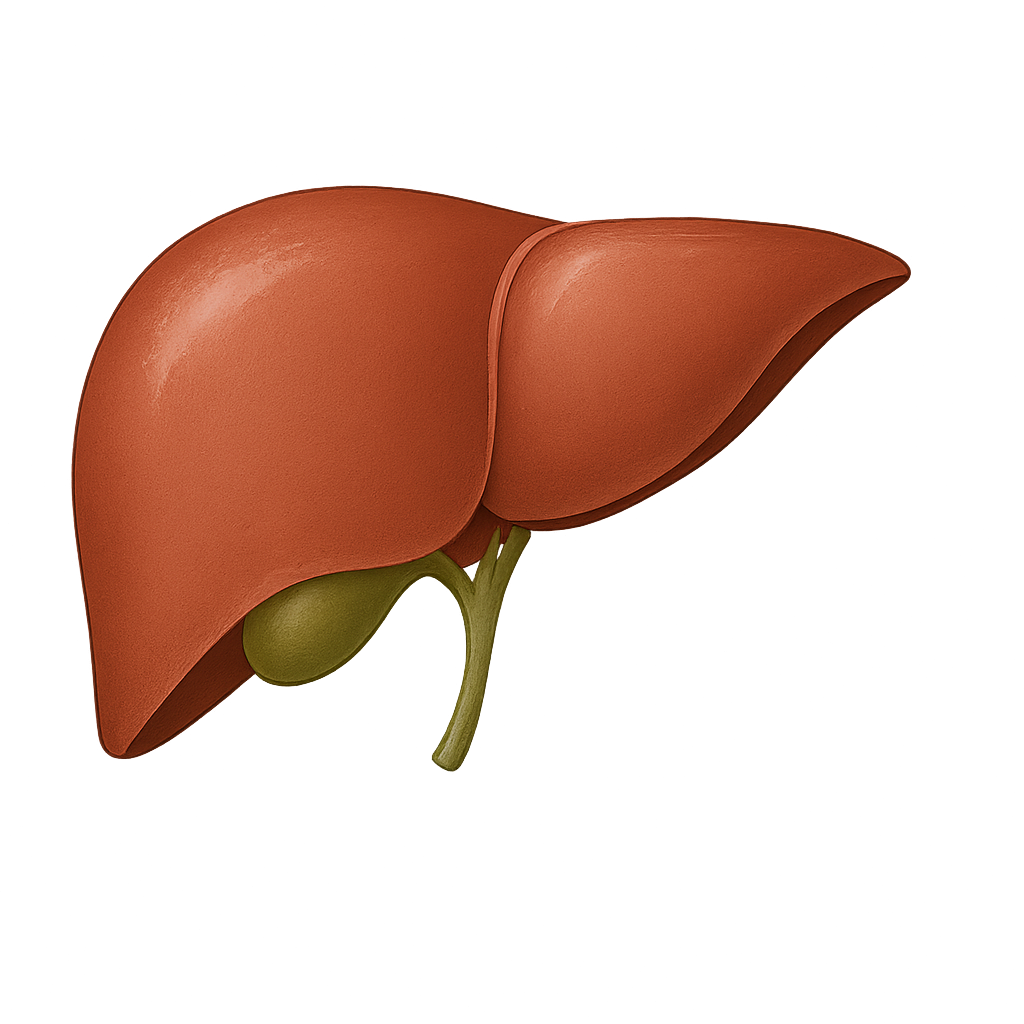 liver